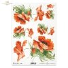mak, maki, makowe, kwiat, łąka, ogród, lato, R954, poppy, flower, meadow, garden, summer, Mohn, Mohnblume, Blume, Wiese, Garten, Sommer, amapola, flor, prado, jardín, verano